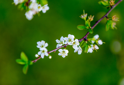 Close-up of springtime bing cherry (Prunus avium) orchard blooming with with new blossoms.\n\nTaken in the Gilroy, California, USA.