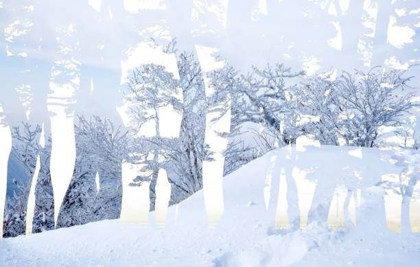 istock Beautiful winter landscape with white snow on every branch 1336005682
