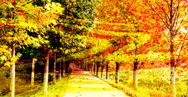 istock Roads dyed with yellow leaves and colorful flower fields 1336005864