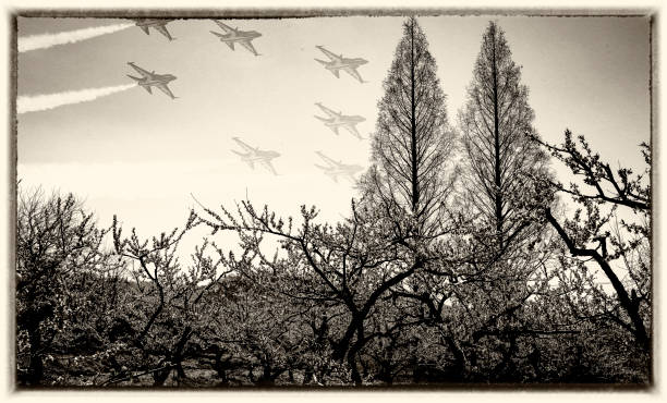 istock Scenery of the orchard in full bloom 1336006334