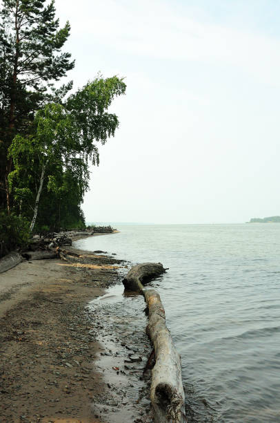 un long arbre abattu gît sur la rive d’un grand lac à la lisière de la forêt. - waters edge lake beach tree photos et images de collection