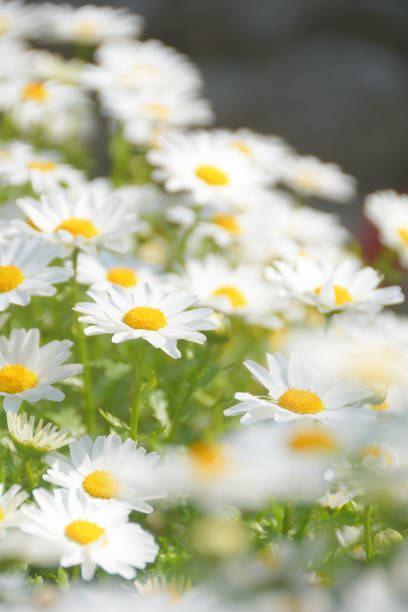 Scenery where the North Pole bloomed all over.