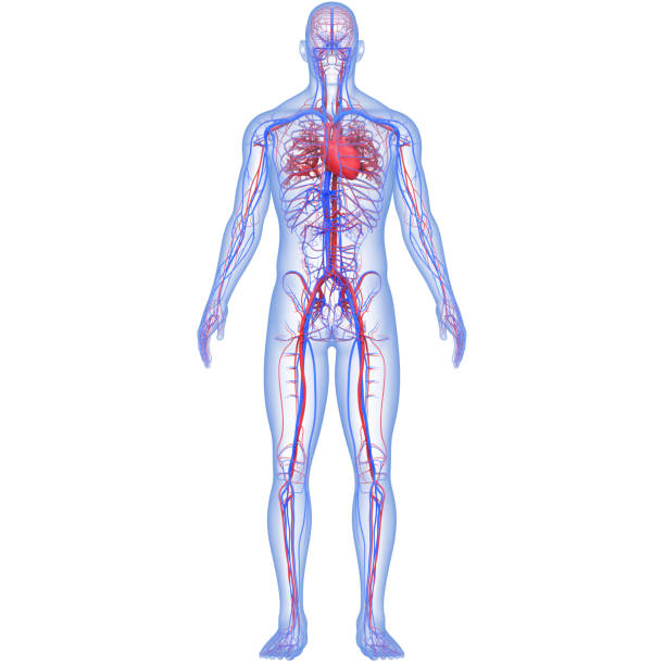 anatomie cardiaque du système circulatoire humain - artère humaine photos et images de collection