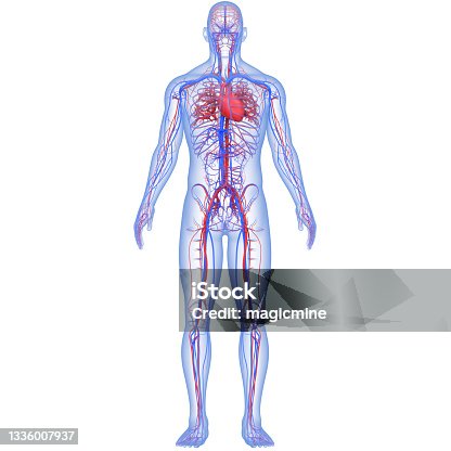 istock Human Circulatory System Heart Anatomy 1336007937