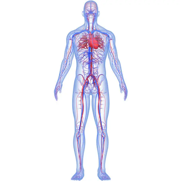 Photo of Human Circulatory System Heart Anatomy