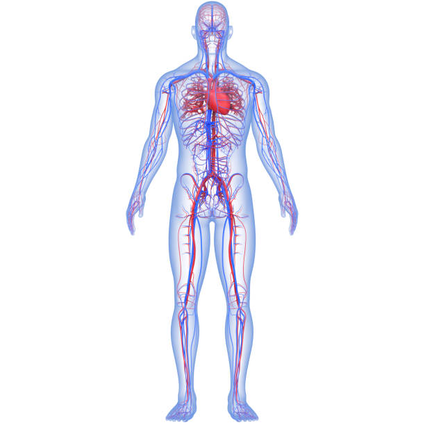 анатомия сердца системы кровообращения человека - pulse trace human cardiovascular system heart shape heart disease стоковые фото и изображения