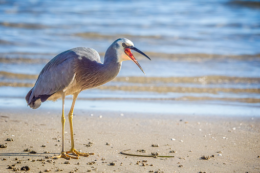 A Great Blue Heron catching crabs on the shoreline at Lakes Entrance