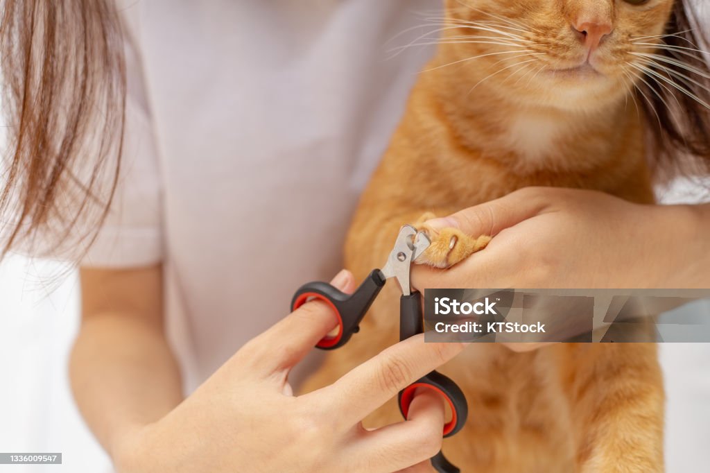 Cat owner is cutting nails for ginger cat, Ginger cat's paws, The device for trimming cat's nails. Domestic Cat Stock Photo