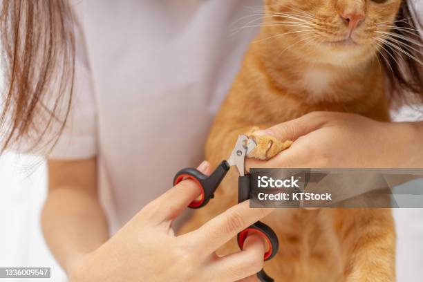 Cat Owner Is Cutting Nails For Ginger Cat Ginger Cats Paws The Device For Trimming Cats Nails Stock Photo - Download Image Now