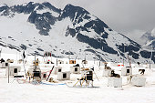 Alaskan sled dog glacier camp