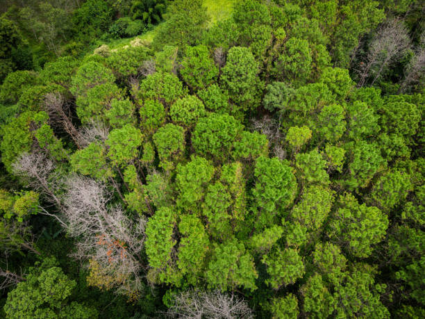 istock Aerial view forest tree environment forest nature background, Texture of green tree top view forest from above landscape bird eye view pine forest asian 1336011519
