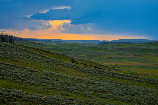 19,800+ Yellowstone National Park Summer Stock Photos, Pictures & Royalty-Free Images - iStock