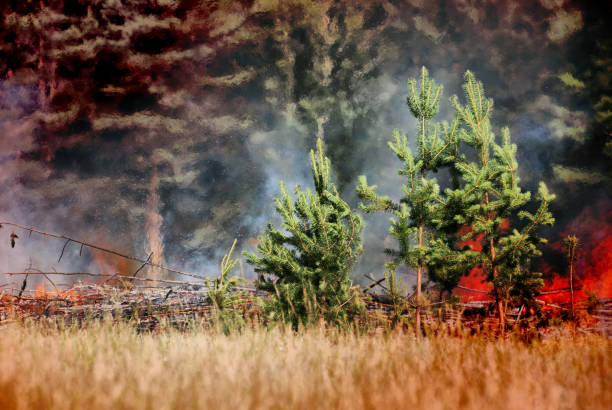 Annual burning of grass in the regions of Russia. Spring and blue sky.