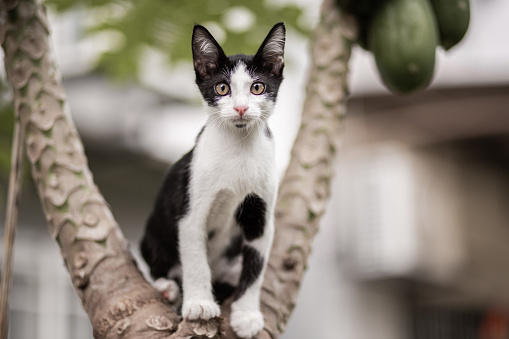 Black and white color cat climbing up papaya tree and looking at camera curiosity.