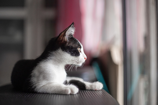 Black and white color domestic cat looking away on chair.