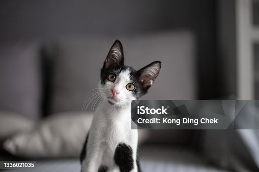 istock Black and white color cat looking at camera curiosity. 1336021035