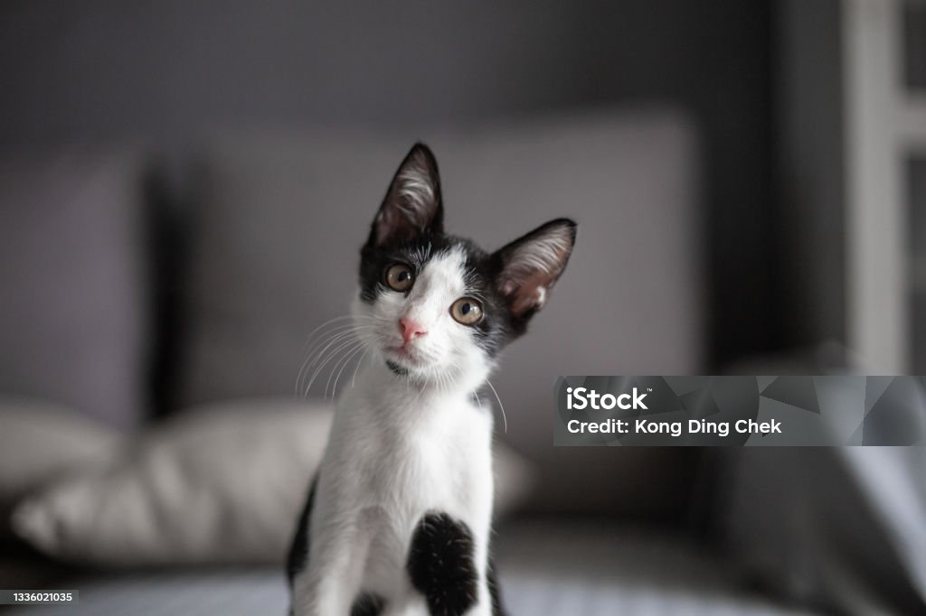 Black and white color cat looking at camera curiosity. Domestic Cat Stock Photo