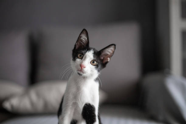 Black and white color cat looking at camera curiosity. stock photo