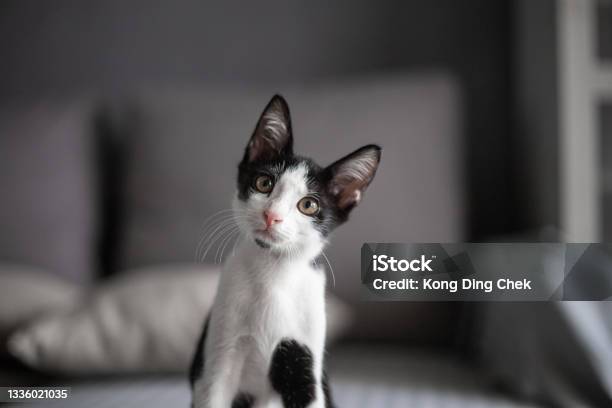 Black And White Color Cat Looking At Camera Curiosity Stock Photo - Download Image Now