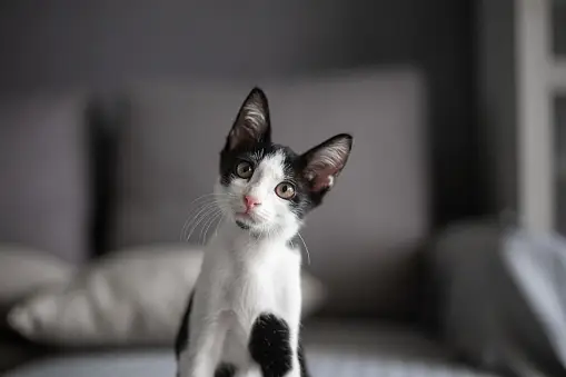 1500+ Funny Cat Pictures Download Free Images on Unsplash