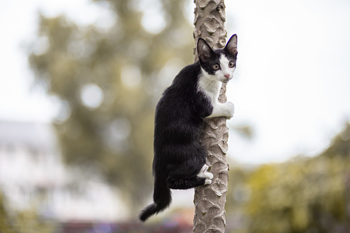 Black and white color cat climbing up papaya tree.