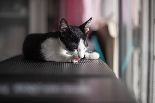 Black and white color domestic cat bathes herself on chair.