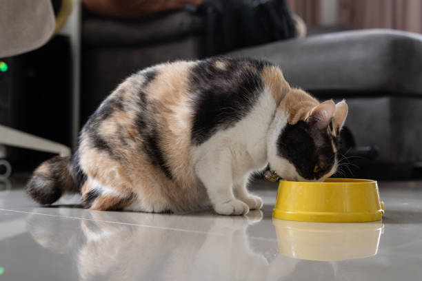 Side View Of Cat Eating Food On Floor