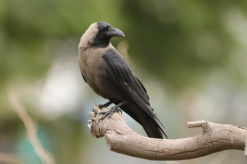 A house crow perched