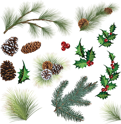 Evergreen Twig Elements and Holly Leaf with Berries Clipart