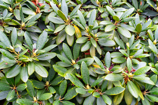 Faded rhododendron bush