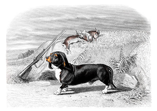 19th century colour engraving of a basset hound.  Photographed from the book title 'Oeuvres Completes de Buffon', published in France in 1830-1832.  Copyright has now expired on this artwork.