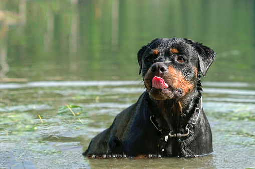 Dog Rottweiler with funny face in the lake. Copy space.