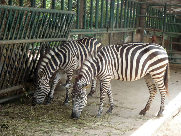 istock Two Zebras Feeding With Grass On A Farm, Thailand 1336028284