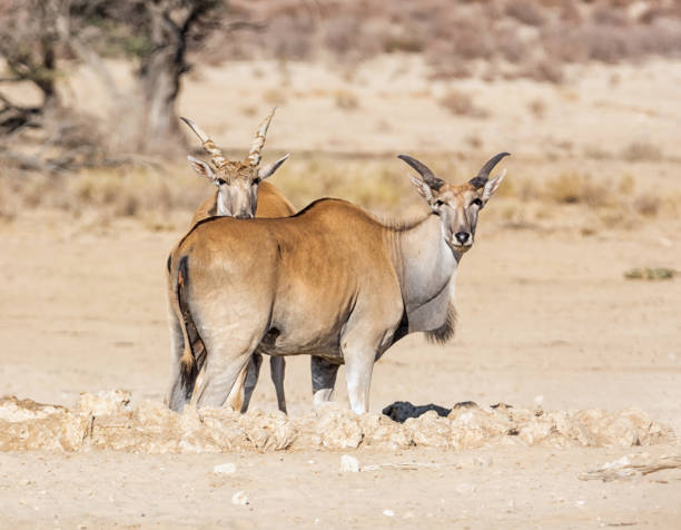 eland antilope - eland stock-fotos und bilder