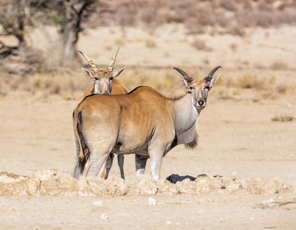antílope eland - eland fotografías e imágenes de stock