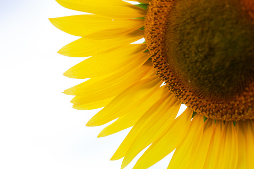 Beautiful fresh yellow sunflower macro shooting. Sunflower blooming Close-up. Sunflower on blue sky background. Flower card wallpaper. Harvest time, agriculture, farming. Yellow flower petals seeds