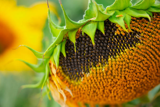 seeds in wilted sunflower in the field in summer - achene imagens e fotografias de stock