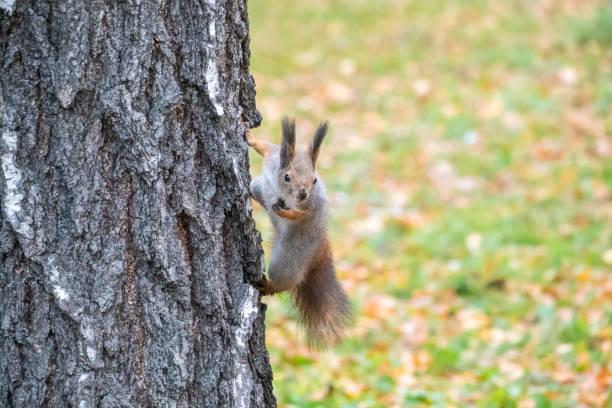 istock Portrait of a squirrel on a tree trunk 1336030363