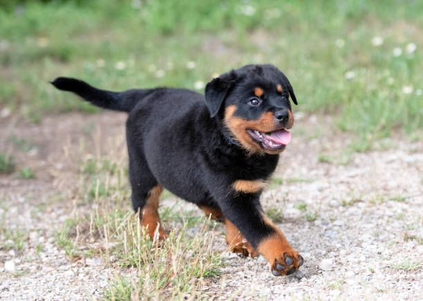 puppy rottweiler puppy rottweiler running in the garden in summer rottweiler stock pictures, royalty-free photos & images