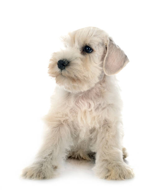 istock puppy miniature schnauzer 1336030620