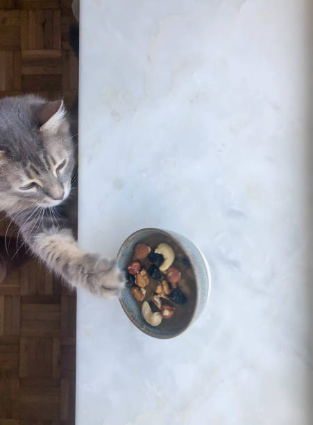 istock a cat trying to get food from table 1336031190
