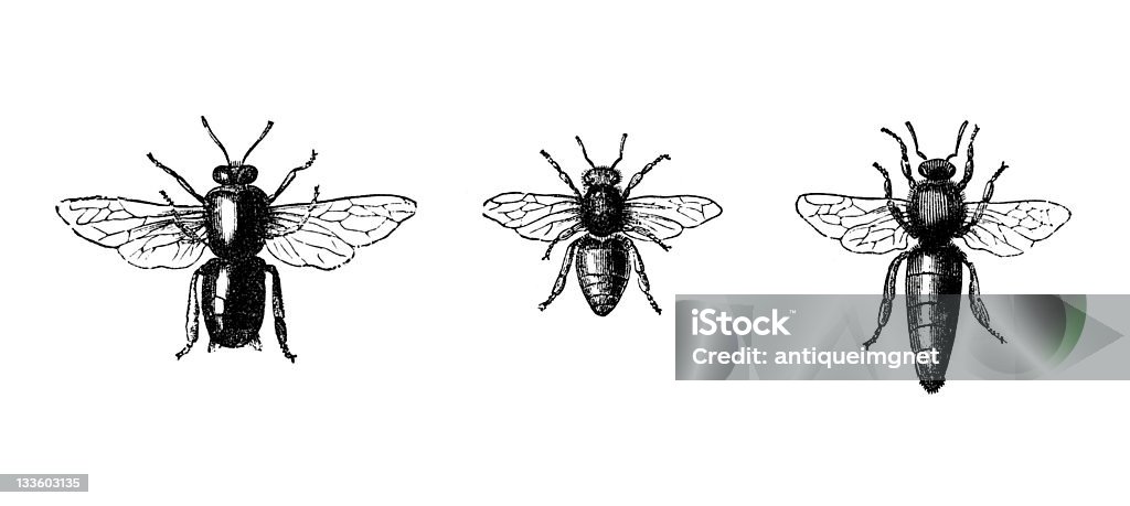 19 ème siècle gravure de trois bees - Photo de Abeille libre de droits