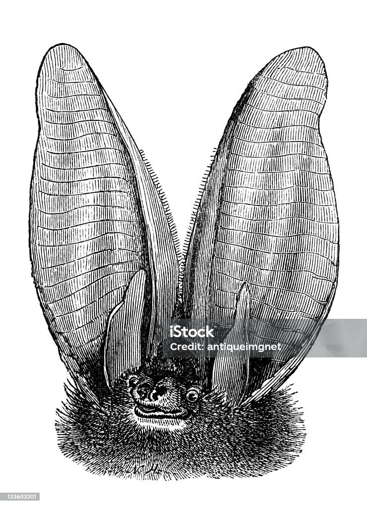 19 th century grabado de murciélago orejudo septentrional - Ilustración de stock de Grabado - Técnica de ilustración libre de derechos