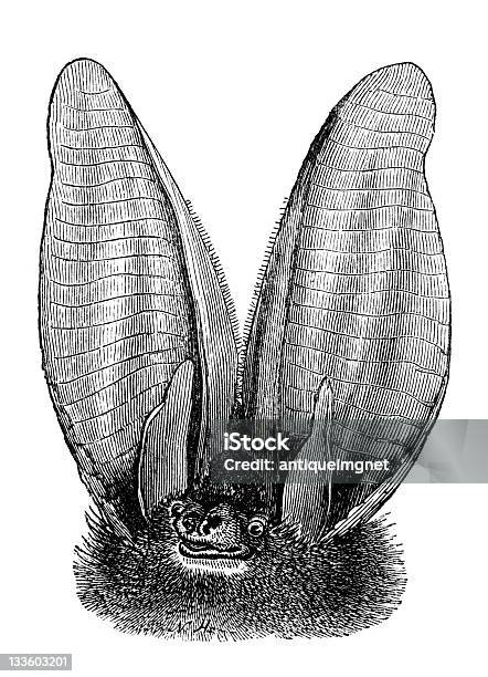 Ilustración de 19 Th Century Grabado De Murciélago Orejudo Septentrional y más Vectores Libres de Derechos de Grabado - Técnica de ilustración