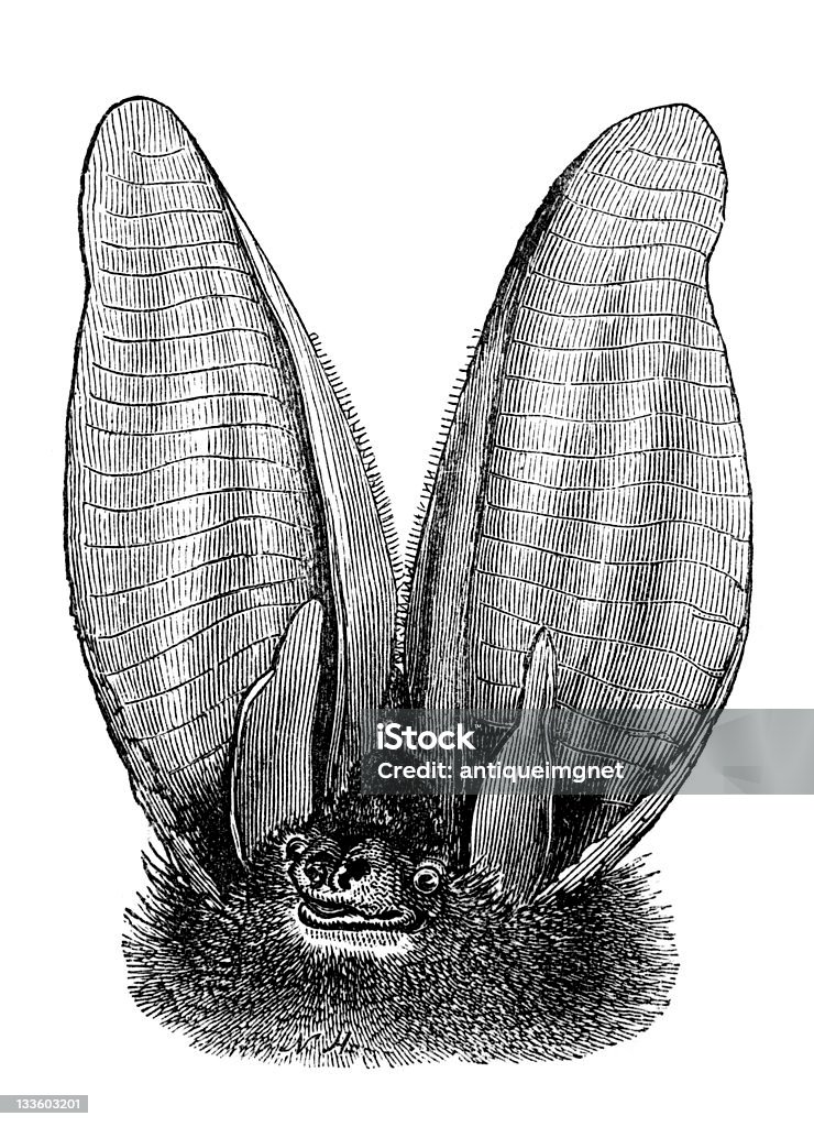 С 19-го века гравировка долгосрочного eared бита - Стоковые иллюстрации Гравюра роялти-фри