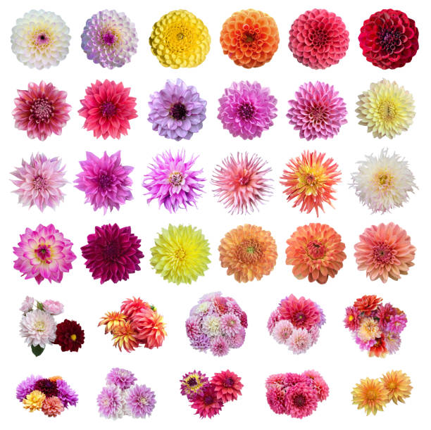 Set of dahlias flowers blooming isolated on white background.