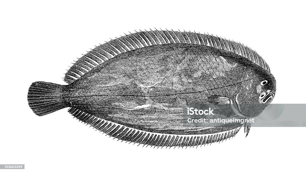 19th century engraving of a common sole photographed from a book titled the 'National Encyclopedia', published in London in 1881.  Copyright has expired on this artwork.  Digitally restored. Dover Sole stock illustration