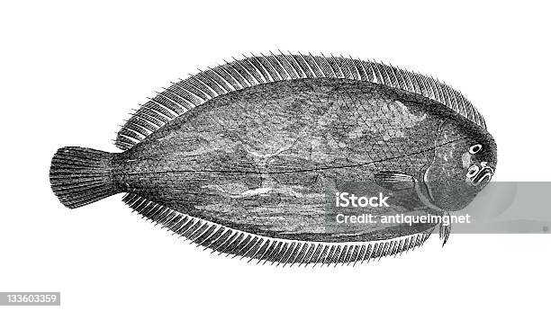 19th Century Engraving Of A Common Sole Stock Illustration - Download Image Now - Dover Sole, Engraved Image, Antique