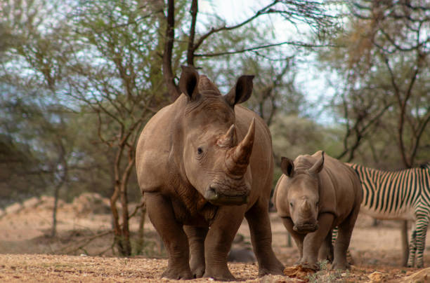 animaux sauvages africains. deux rhinocéros blancs paissent dans le parc national d’etosha, en namibie. - parc national detosha photos et images de collection