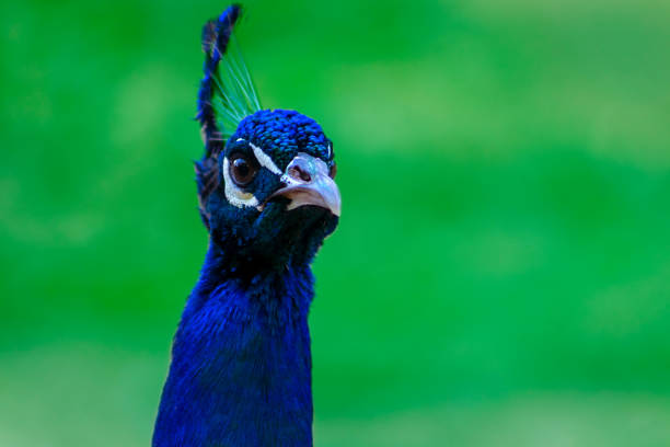 nahaufnahme des niedlichen pfaus (heller vogel) auf grünem hintergrund - close up peacock animal head bird stock-fotos und bilder